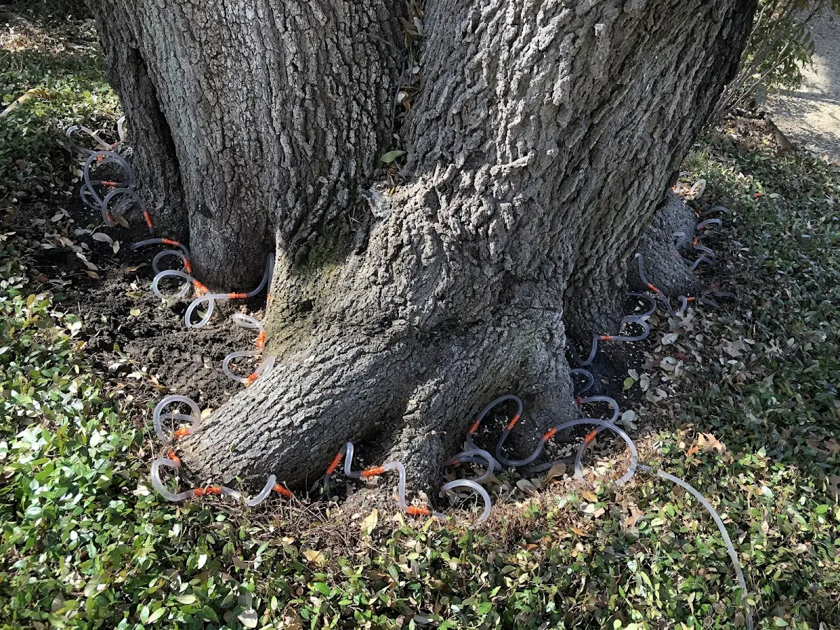Detailed Tree Cabling and Bracing job site in Parker Ford