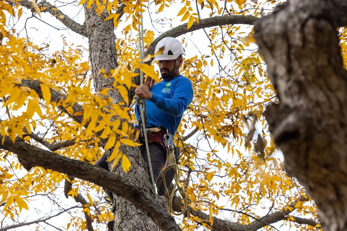 Skilled Tree Pruning crew working in Parker Ford
